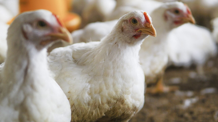Asociación Peruana de Avicultura traza la hoja de ruta de la avicultura peruana